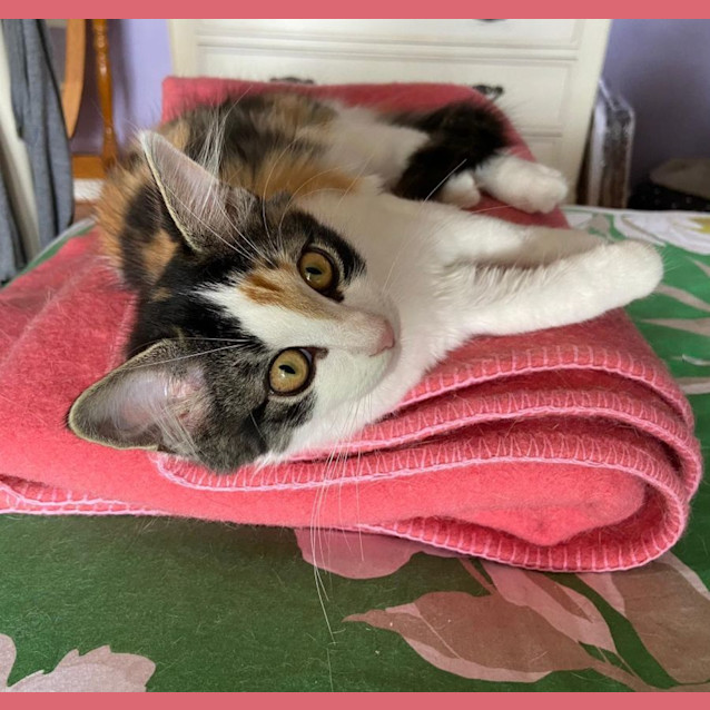 Photo of Sawyer ^^Dandy Cat Rescue^^