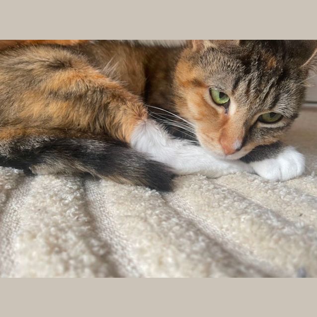 Photo of Pixie ~ Adopt Me @ Petstock Hastings 