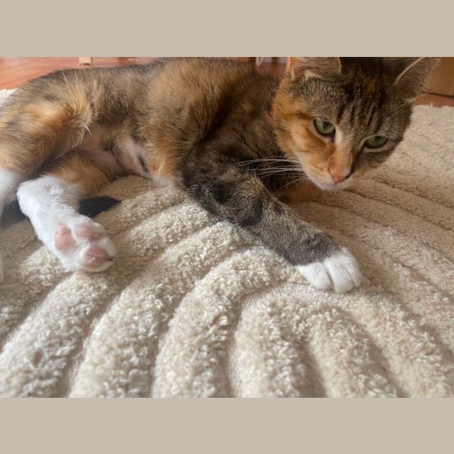 Photo of Pixie ~ Adopt Me @ Petstock Hastings 