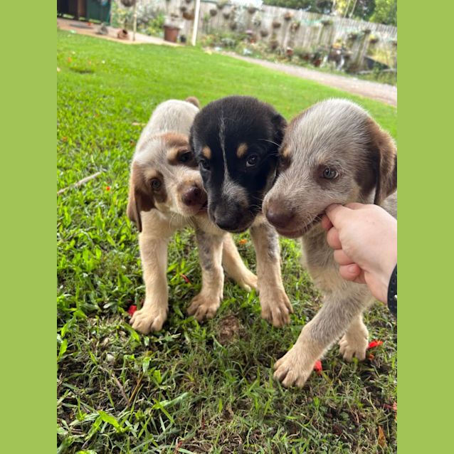 Photo of Cashew