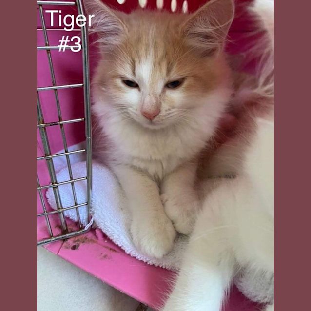 Photo of Tiger 🐯 ~ Meet Me @ Petstock Keysborough 12/2/23