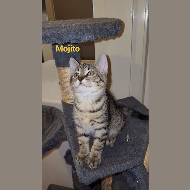 Photo of Mojito