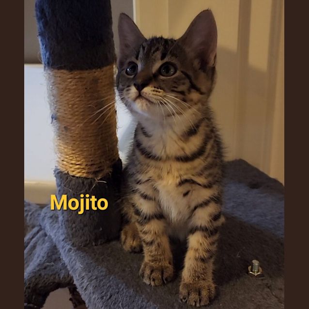 Photo of Mojito