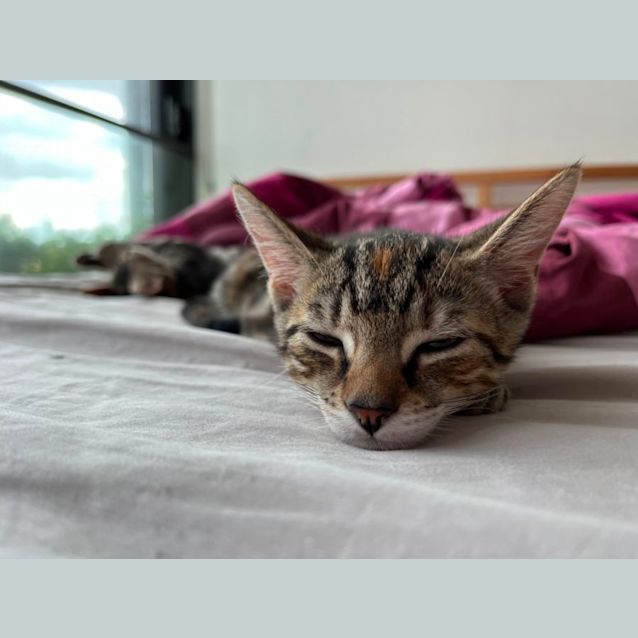 Photo of Ginger Spice 