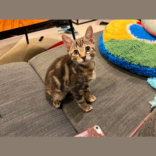 Photo of Ginger Spice 