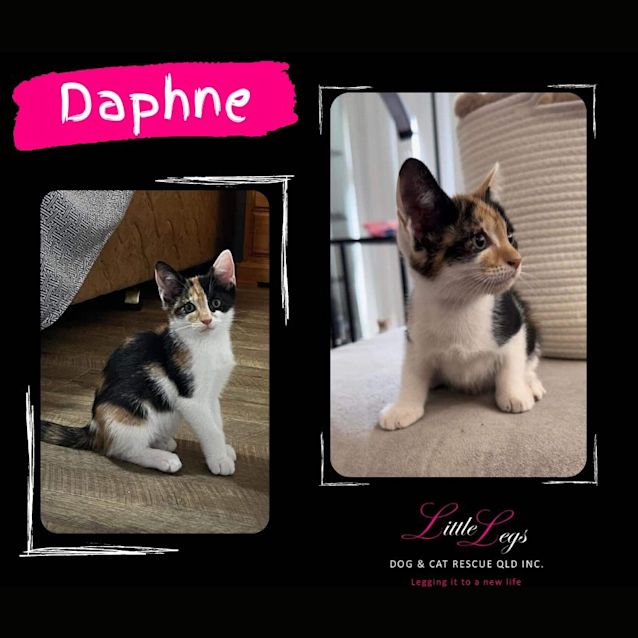 Photo of Daphne