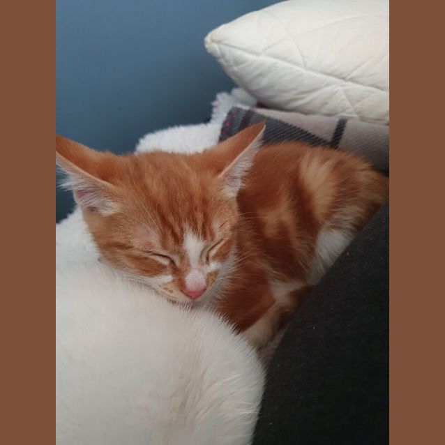 Photo of Rusty