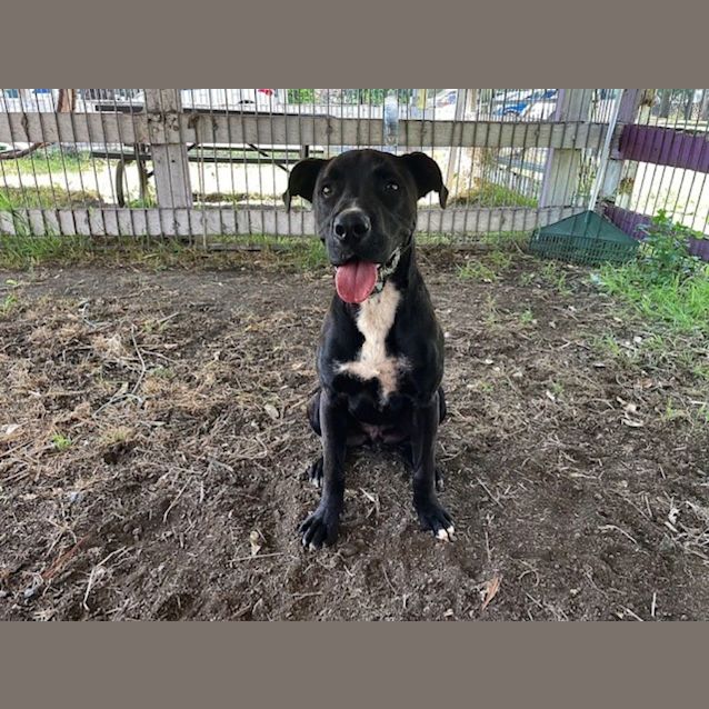 Photo of Panther (Imp No. 1710)