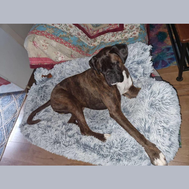 Photo of Rusty