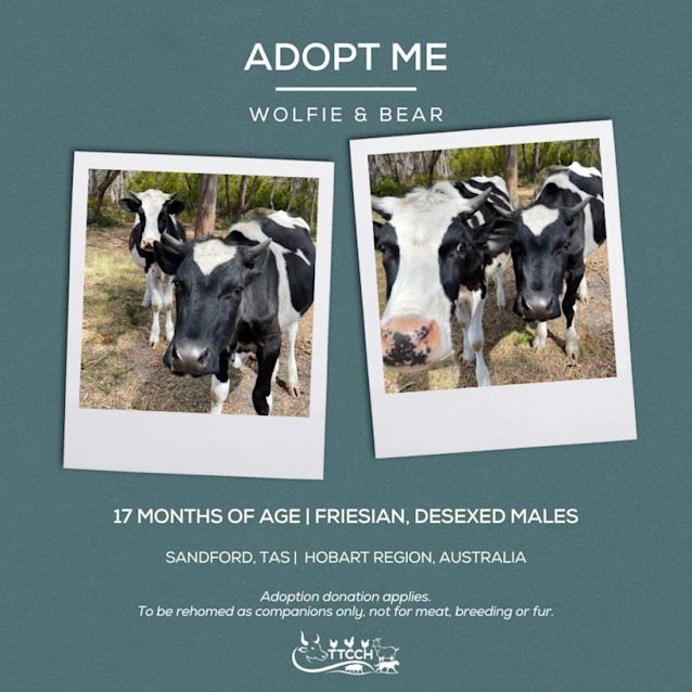 Photo of Wolfie & Bear