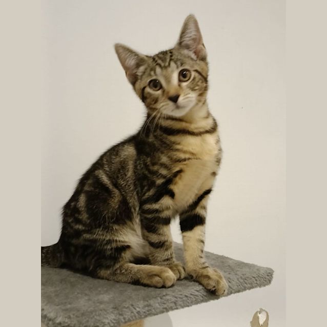 Photo of Tonic