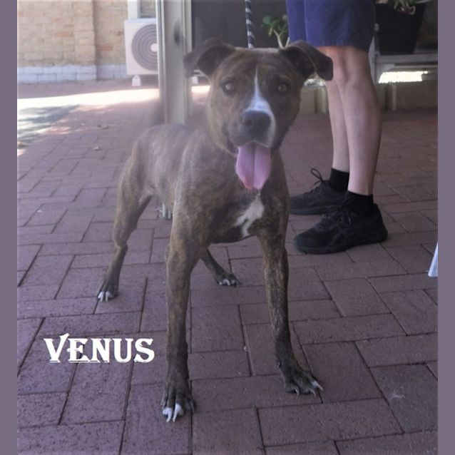 Photo of Venus