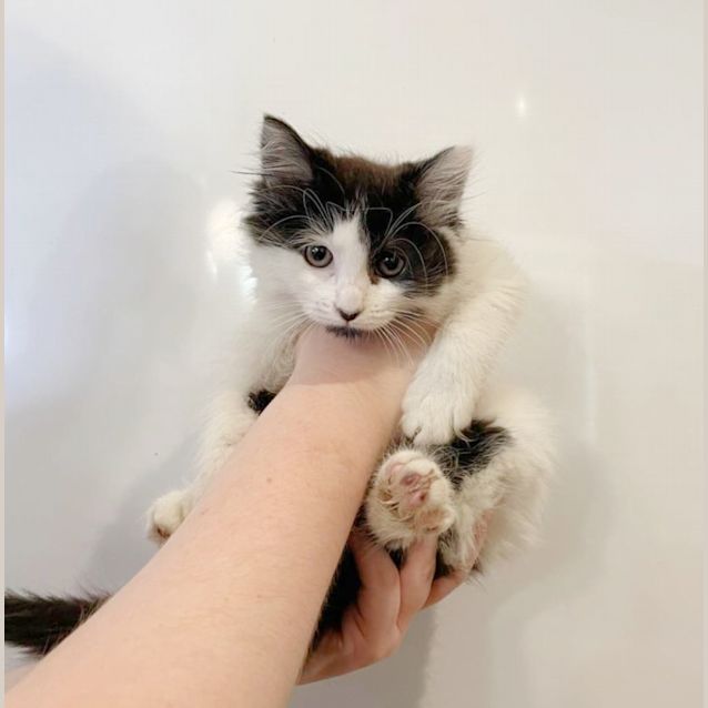 Photo of 🍪Iced Vovo & Yoyo🪀