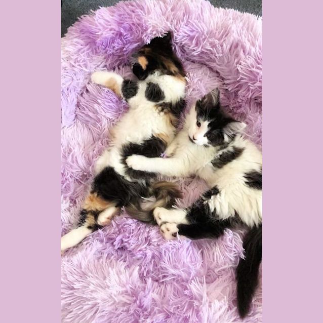 Photo of 🍪Iced Vovo & Yoyo🪀