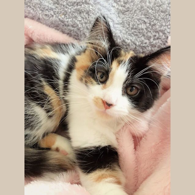 Photo of 🍪Iced Vovo & Yoyo🪀