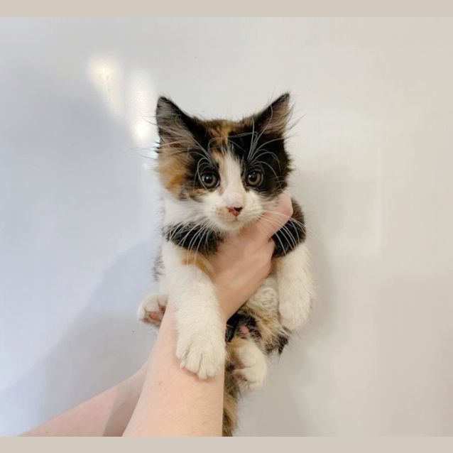 Photo of 🍪Iced Vovo & Yoyo🪀