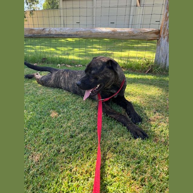 Photo of Archie Dl2834