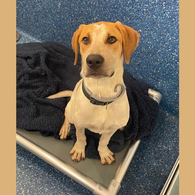 Photo of Banjo