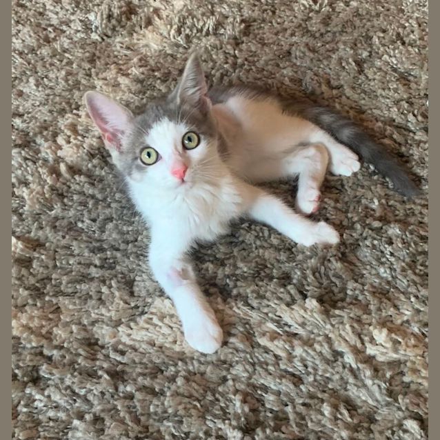 Photo of Dotti 🌺❤️