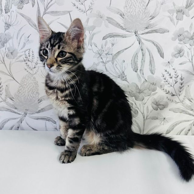 Photo of Octavia   Located In Preston