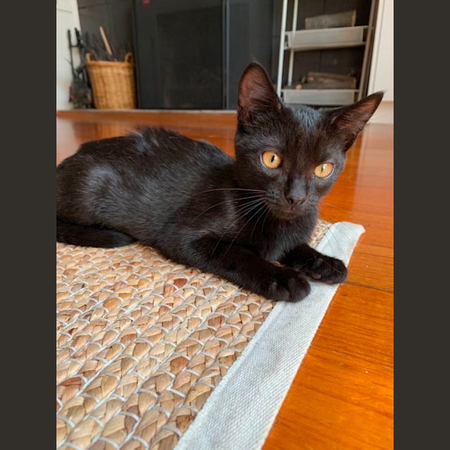 Photo of Cleo