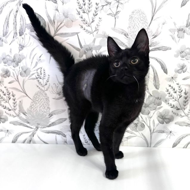 Photo of Phoenix   Located In Preston