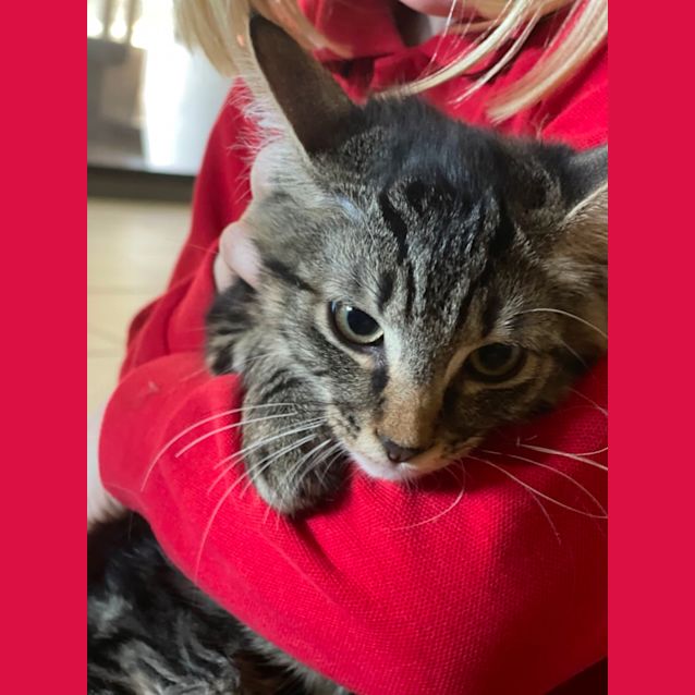 Photo of Splodge ~ Adopt Me @ Petstock Hastings 19/03/23