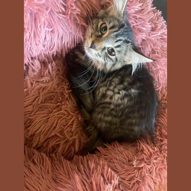 Photo of Patches ~ Adopt Me @ Petstock Hastings 19/03/23