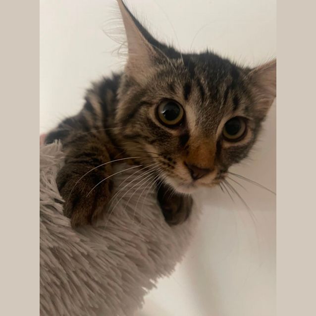 Photo of Patches ~ Adopt Me @ Petstock Hastings 19/03/23