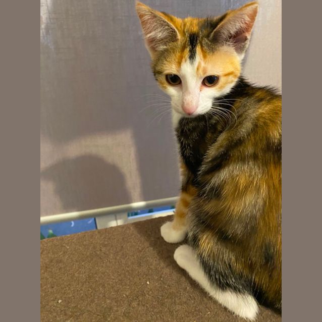 Photo of Vamp ~ Adopt Me @ Petstock Chelsea 19/03/23