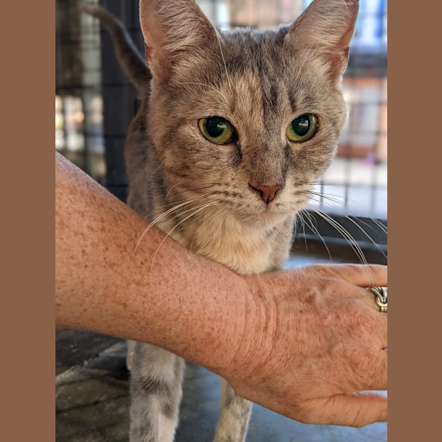 Photo of Chilli Bean