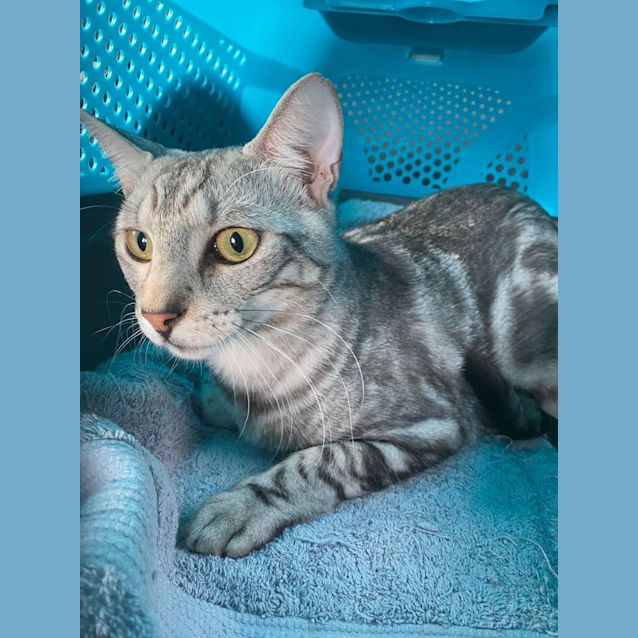 Photo of Django