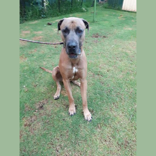 Photo of Koda 