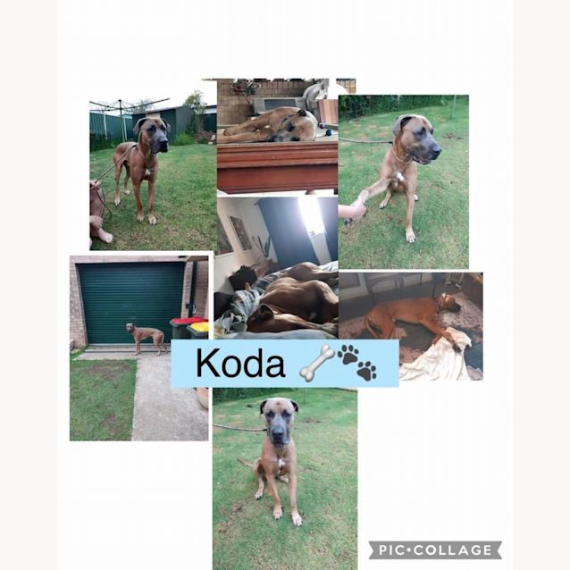 Photo of Koda 