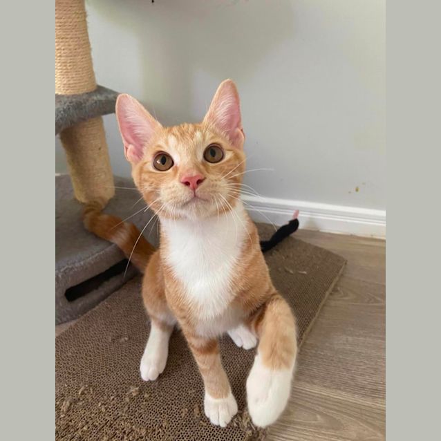 Photo of Gus 