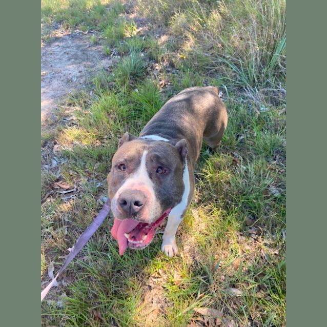 Photo of Diesel 🐶