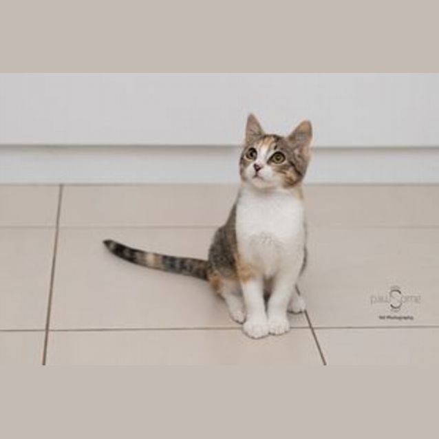Photo of Ivy **2nd Chance Cat Rescue**