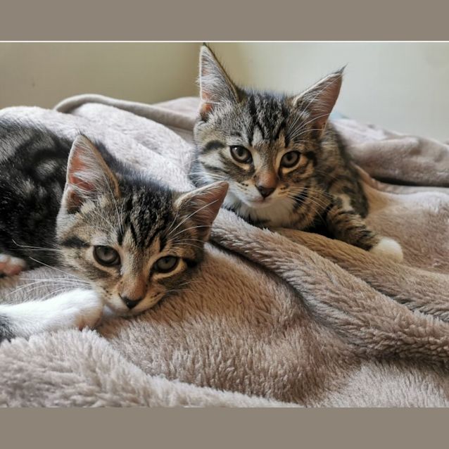 Photo of Bubble & Tea (Located In Brunswick West)