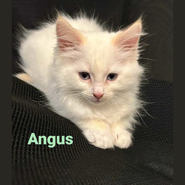 Photo of Angus