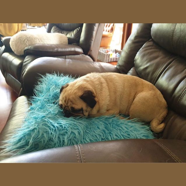 Photo of Daisey (And Braxton)