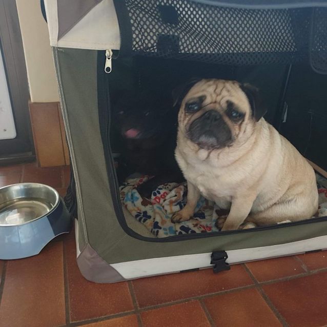 Photo of Daisey (And Braxton)