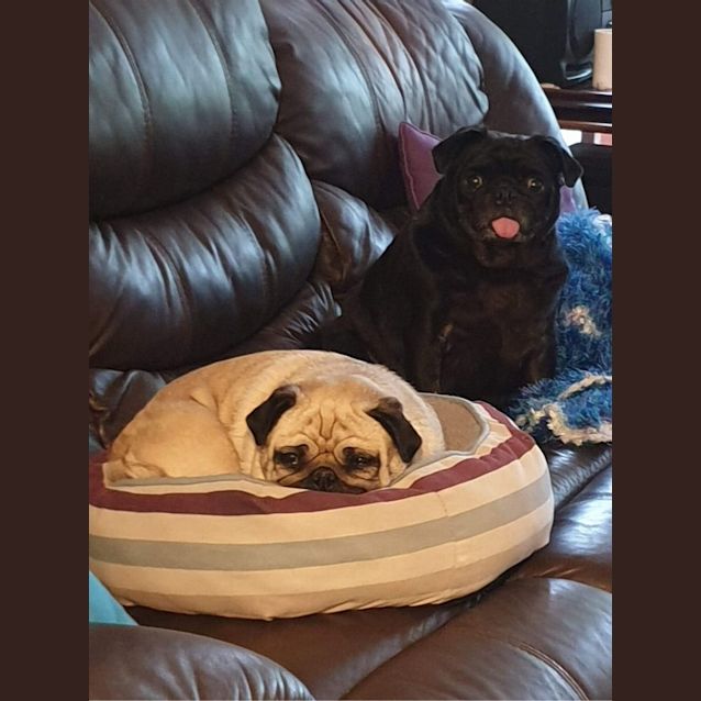 Photo of Daisey (And Braxton)