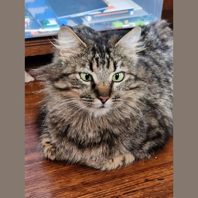 Photo of Olive ^^Dandy Cat Rescue^^