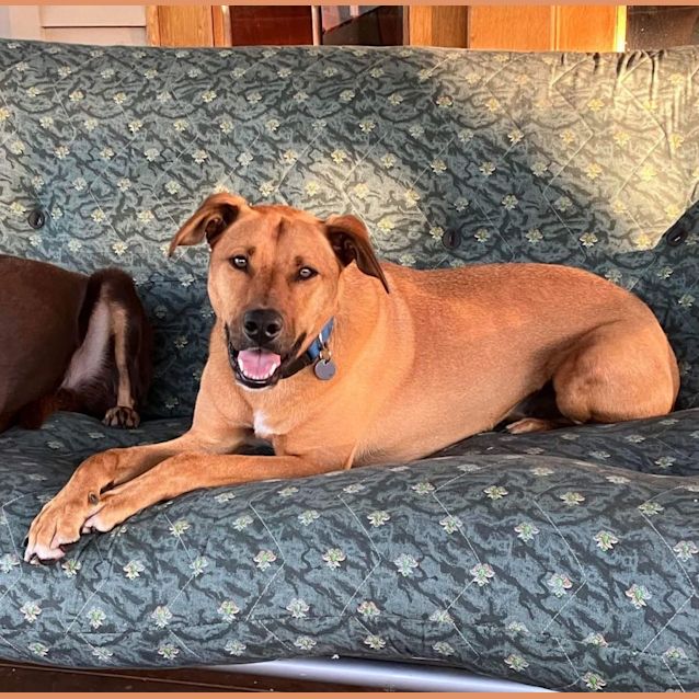 Photo of Humphrey Bear