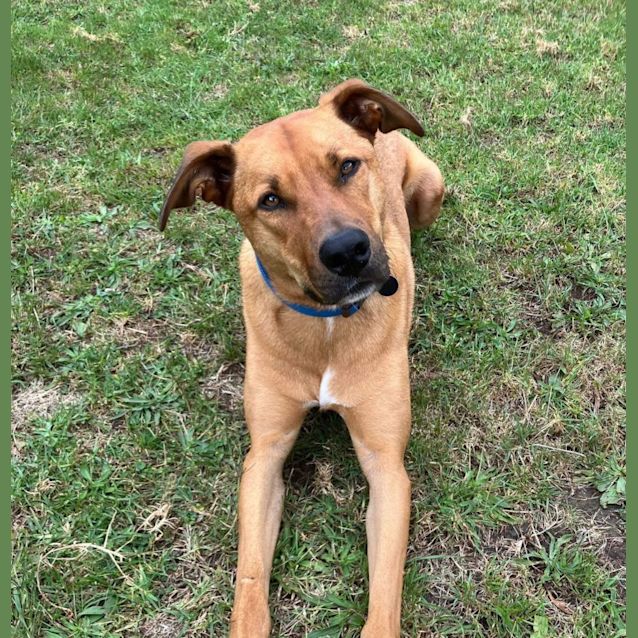 Photo of Humphrey Bear