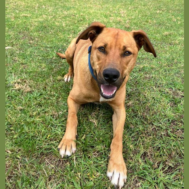 Photo of Humphrey Bear