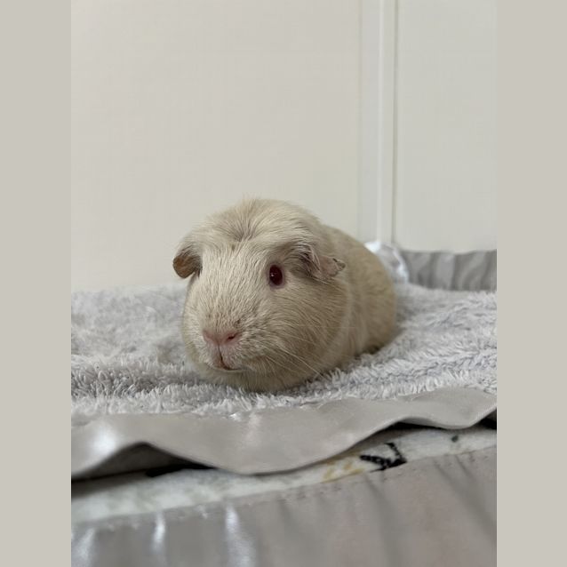 Photo of Nosey (Guinea Pig 18)