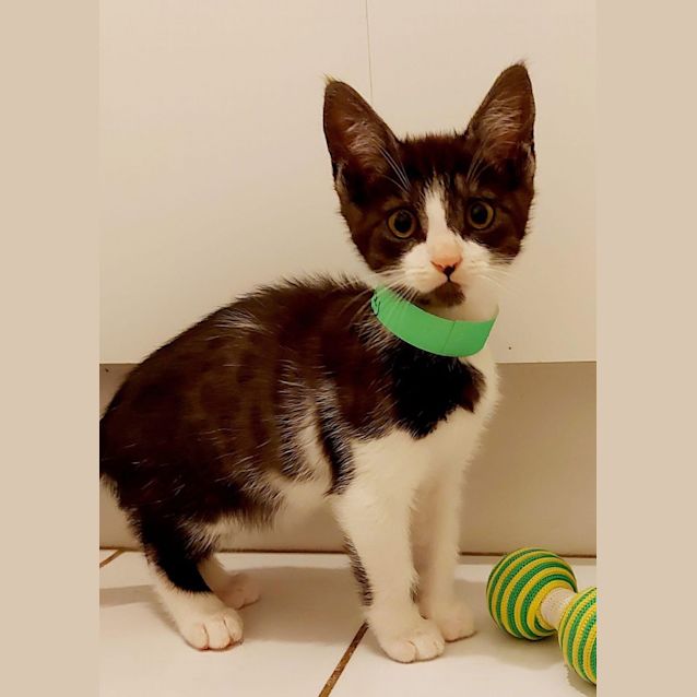 Photo of Valentino ~ Adopt Me @ Petstock Hastings 