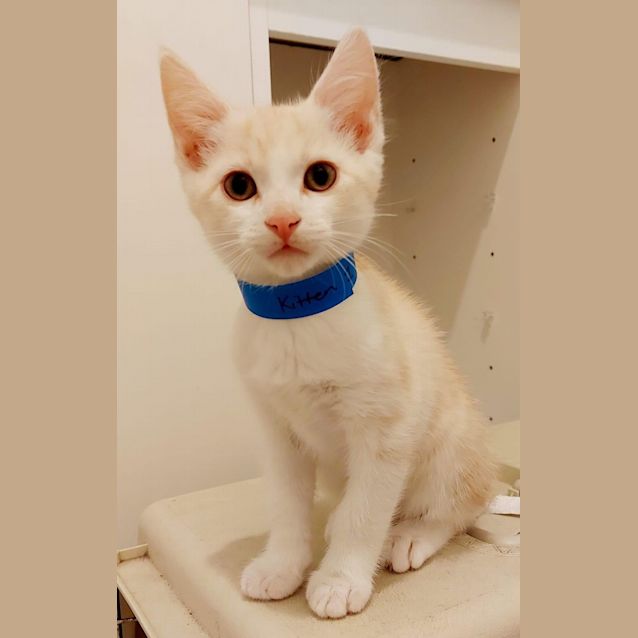 Photo of Cupid ~ Adopt Me @ Petstock Hastings 