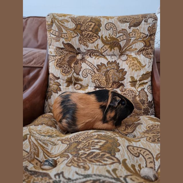 Photo of Peaches And Cream